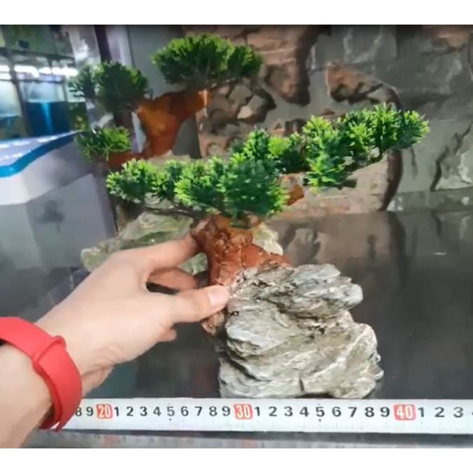Cây nhựa trên vách đá cực đẹp dùng cho bể cá cảnh thủy sinh