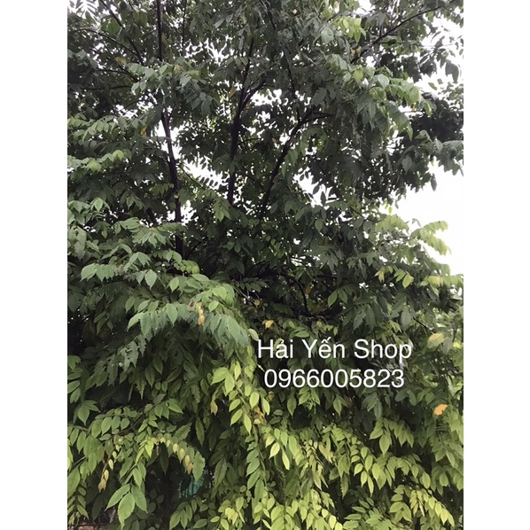 Lá Khế Tươi_Khô 1kg vườn nhà