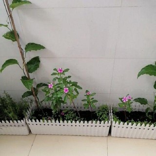Combo 4 chậu nhựa hàng rào size lớn