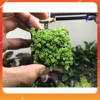 Cây thủy sinh Trân Châu Cu Ba