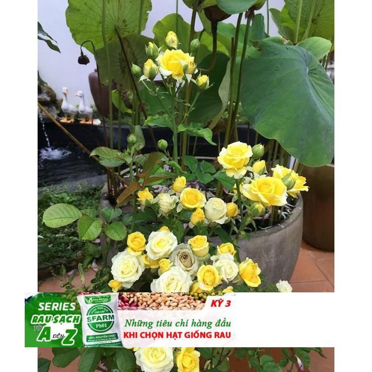 Gói 20 hạt Hoa hồng siêu nụ hoa - hoa đẹp ĐẾN MÙA TRỒNG TẾT