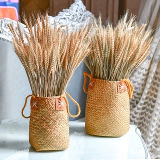 100 Bông Lúa Mạch Khô Trang Trí
