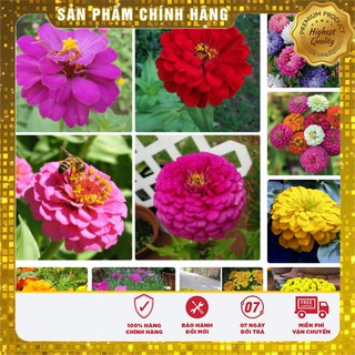 TRỢ GIÁ combo 06 loại hạt giống hoa cúc chơi tết dễ trồng