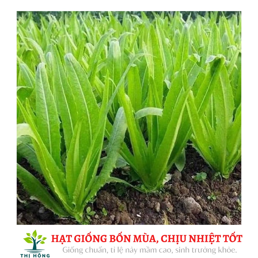 Hạt giống rau diếp thơm 5g ( lá dài, màu xanh bóng, ăn có vị ngọt, thơm)