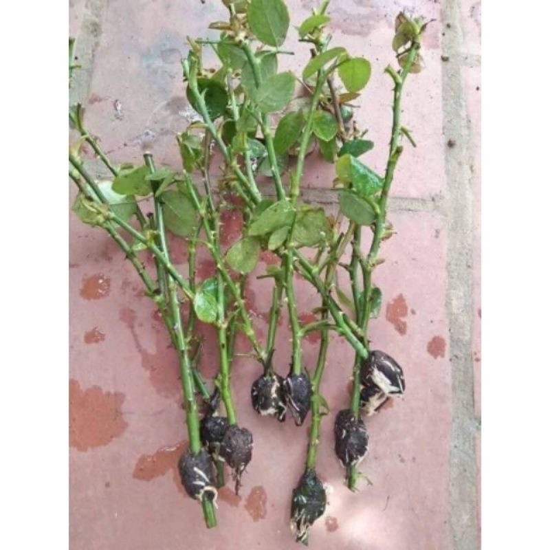 Rễ Bèo Khô Dùng Chiết Cây 1KG