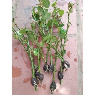 Rễ Bèo Khô Dùng Chiết Cây 1KG