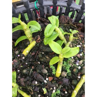 Ám cổ văn giang (kie 4-5cm)