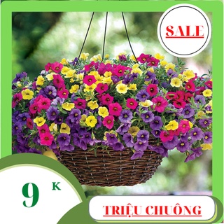 Hạt giống hoa triệu chuông mix màu 150 hạt