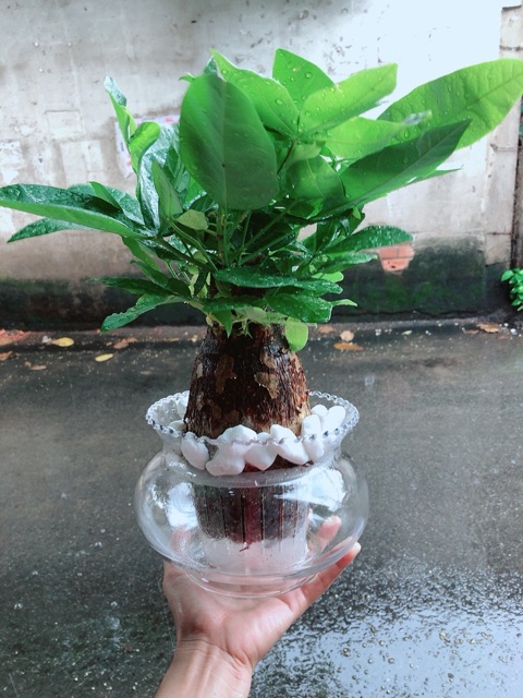 Chậu Kim Ngân Trồng Thuỷ Sinh