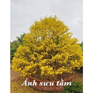 Rụng lá mai Max Flower (gói 200g)