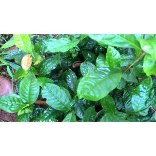 cây chè xanh( 2 cây) - giống chuẩn