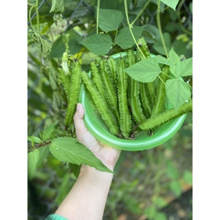 10gr HẠT GIỐNG ĐẬU RỒNG TỨ QUÝ