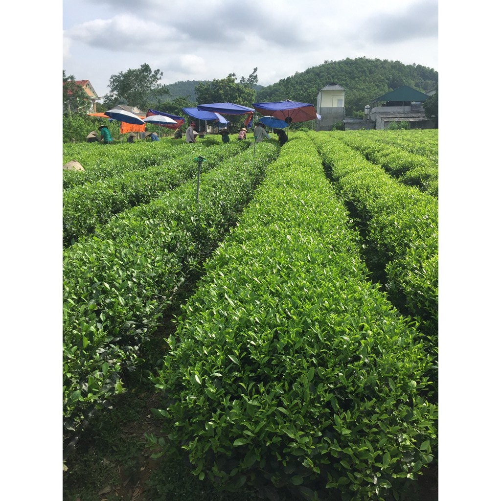 Trà búp loại 1 An Thái tiêu chuẩn VietGap thơm ngon - Trà Thái Nguyên hút chân không gói 200g dùng ở cơ quan ban ngành | BigBuy360 - bigbuy360.vn