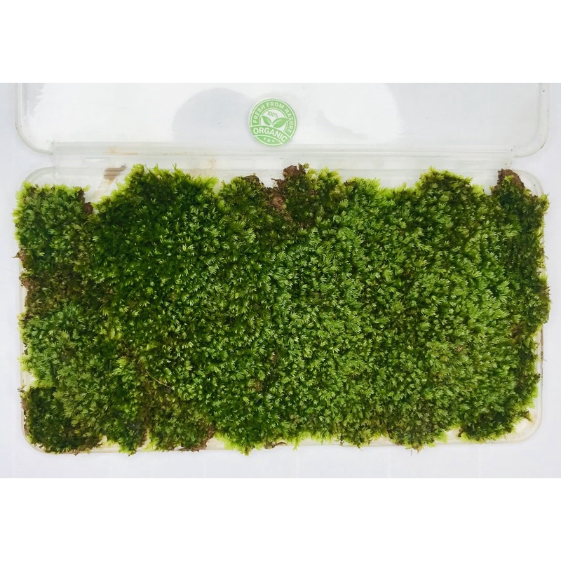 Fissidens splachnobryoides - Rêu Minifiss - Rêu Thuỷ Sinh
