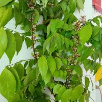 Cây 🌲 Khế ngọt.... thái ...1m5 đang trái