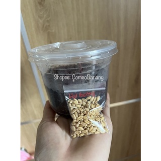 Hạt giống cỏ mèo (lúa mạch/mì)