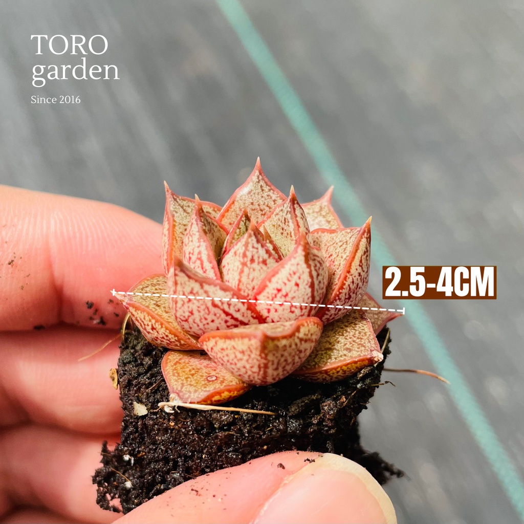Sen đá hoa hồng đen Đà Lạt size mini cây cảnh trang trí nhà cửa Toro garden