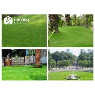 10GR - HẠT GIỐNG CỎ NHUNG NHẬT