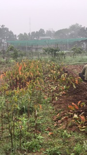 Cây Hồng Đỏ