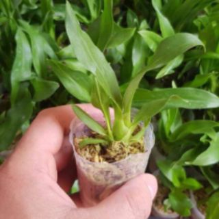 VŨ NỮ HOÀNG HẬU CÂY GIỐNG