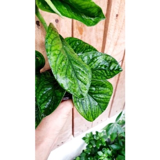 Chậu mềm trầu bà hạnh phúc🍀🌱Monstera Peru🍀🌱