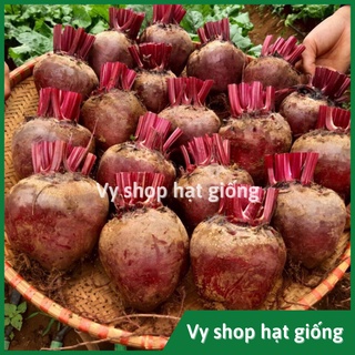 Hạt giống củ dền đỏ cao sản gói 50 hạt