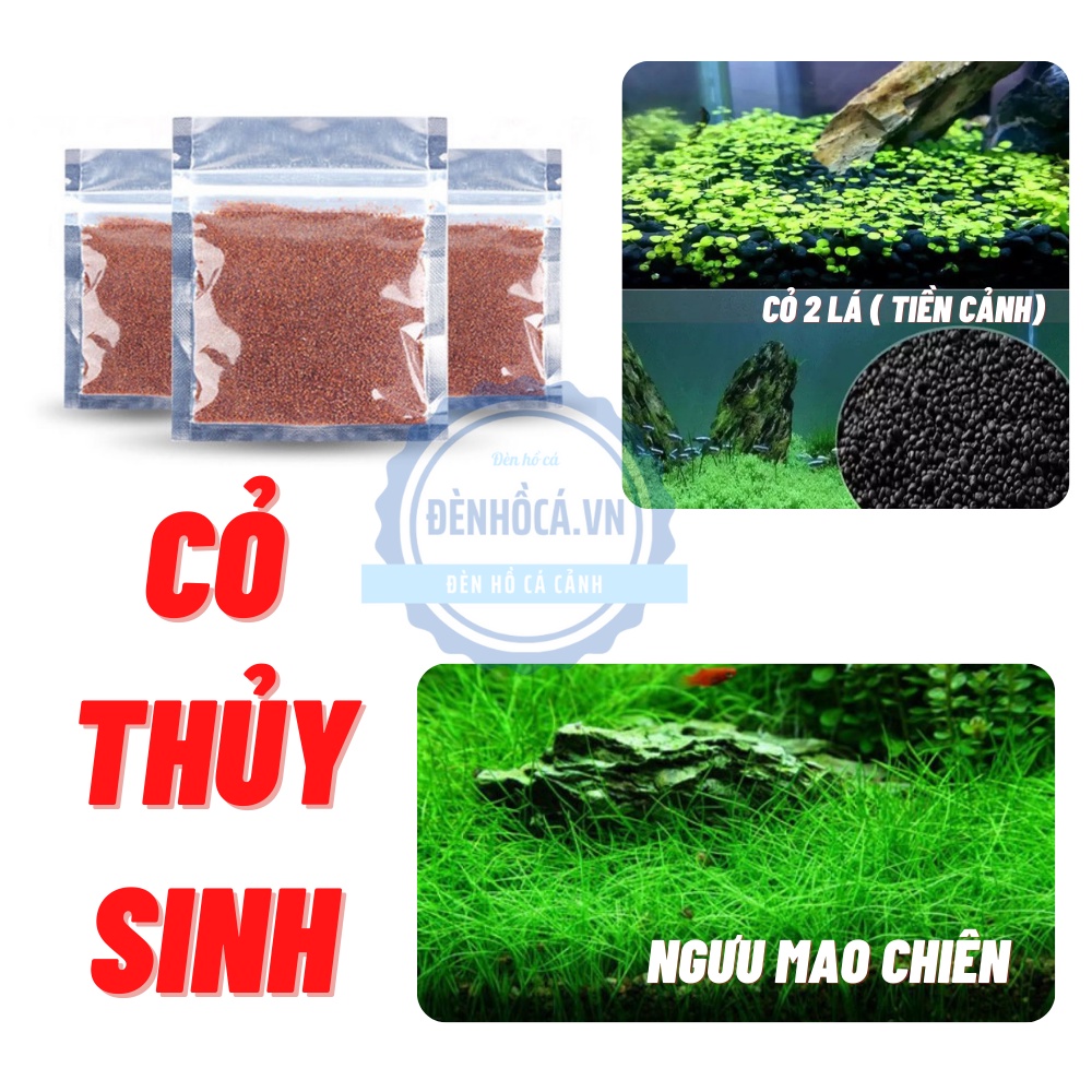 Hạt giống cây thủy sinh dùng cho tự SETUP hồ thủy sinh