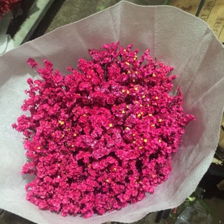 Hoa sao nhuộm màu
