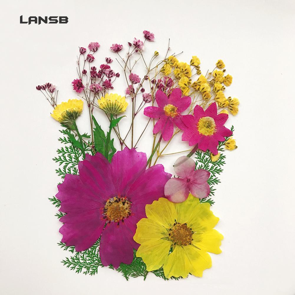 Hoa khô ép hỗn hợp dùng cho trang trí album DIY