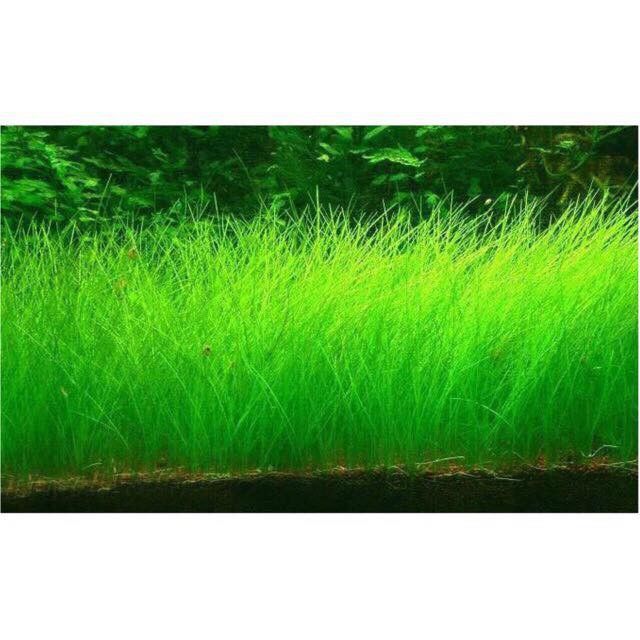 Hạt mầm thủy sinh