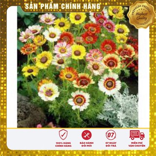 Hạt Giống Hoa Cúc Chi mix