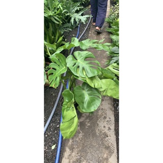 Trầu bà lá xẻ ( size lớn gốc già )