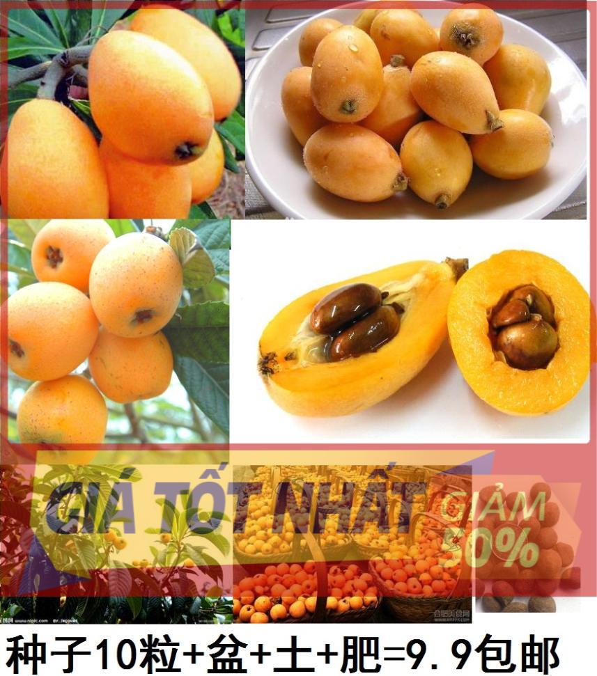 CÂY GIỐNG QUẢ TỲ BÀ (BIWA) SIÊU NGỌT, SIÊU QUẢ, SIÊU NĂNG SUẤT,SIÊU KINH TẾ- CAM KÊT GIỐNG CHUẨN F1