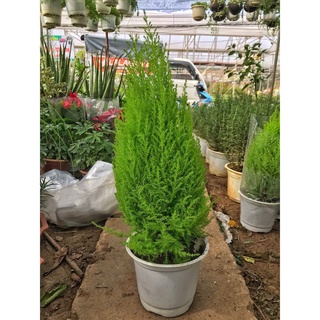 Cây tùng thơm Noel cao 50cm cây hương thơm, thanh lọc không khí và mang đến tài lộc