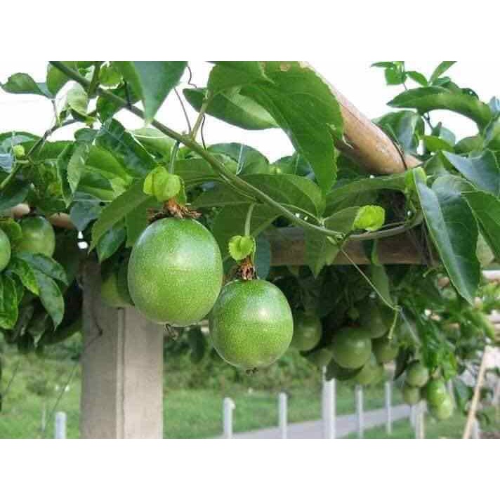 GÓI 10 ML - PHÂN BÓN LÁ DẠNG LỎNG TRIMIX - KÍCH THÍCH TĂNG TRƯỞNG - DỄ HÒA TAN - DỄ HẤP THU