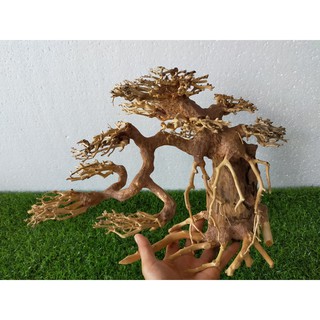Cây Bonsai cho hồ cá size đại