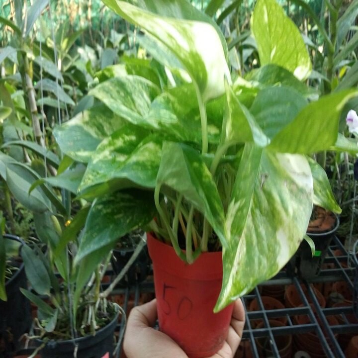 trầu bà thái