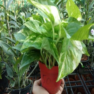 Trầu bà thái