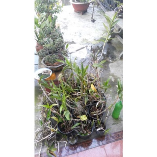 Hoa lan dendro