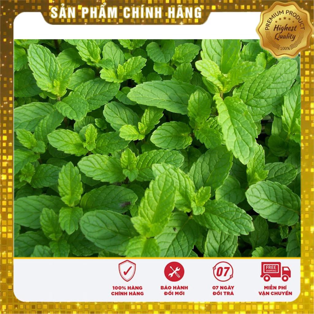 0.1g Hạt giống Húng bạc hà (húng lủi) (tặng gói Kích nẩy mầm và Hướng dẫn) VIETSEED