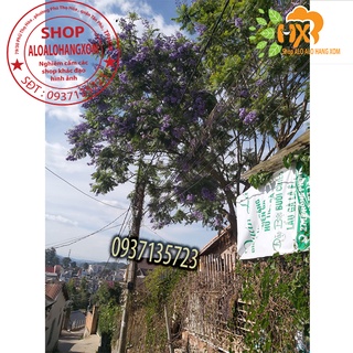 combo 5 cây phượng tím cây giống