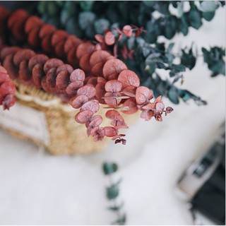Cành lá khuynh diệp khô Eucalyptus ❤️FREESHIP❤️ hoa trang trí phòng khách decor vintage