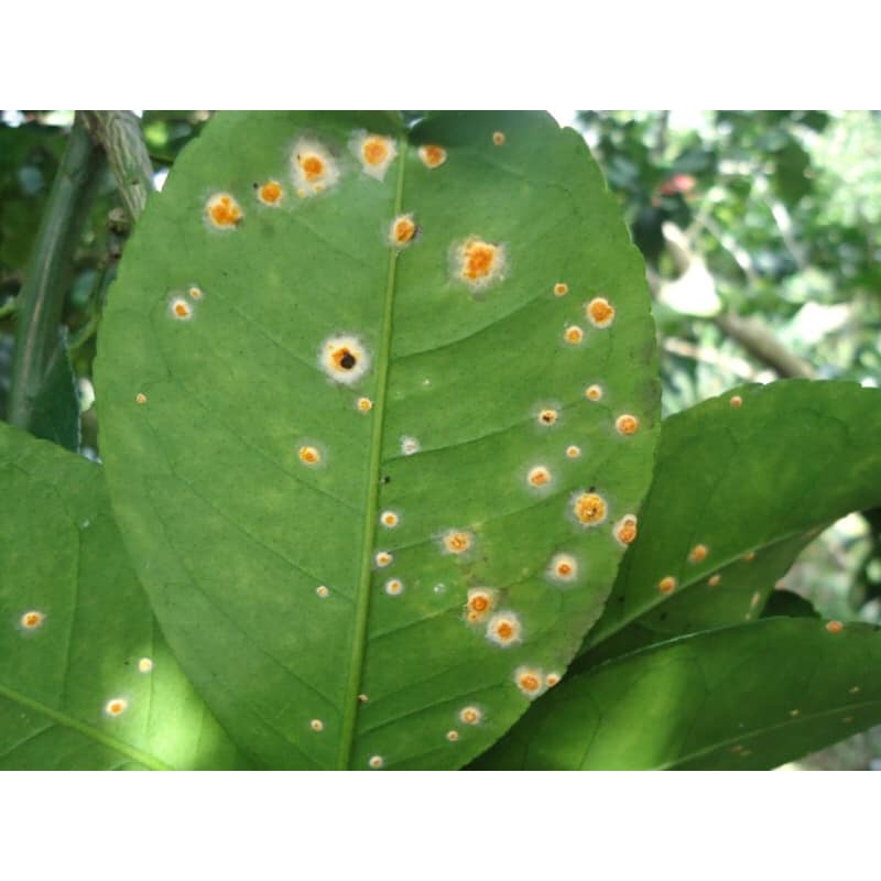 KUMULUS 80WG – THUỐC ĐẶC TRỊ BỆNH PHẤN TRẮNG, GHẺ SẸO CHO CÂY TRỒNG