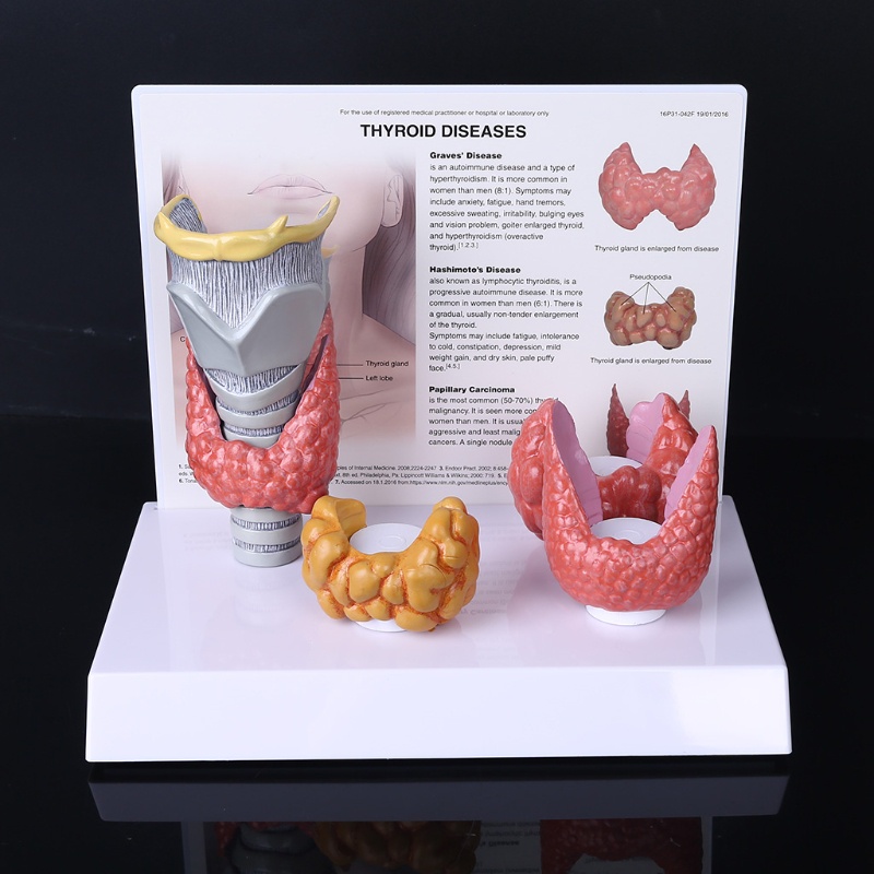 Mô Hình Thyroid Gland Giải Phẫu Hệ Thống Giảng Dạy Con Người