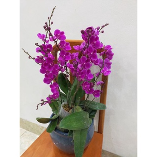 combo 3 cây lan hồ điệp đang nụ