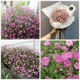 Gói 100 hạt giống hoa lưu ly hồng