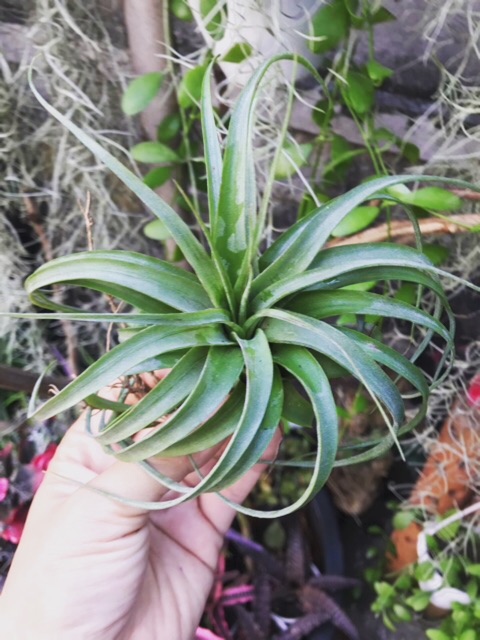 Cây không khí Tillandsia brachycaulos x streptophylla