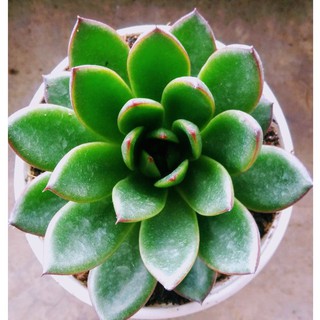 Sen đá viền lửa xanh cỡ to