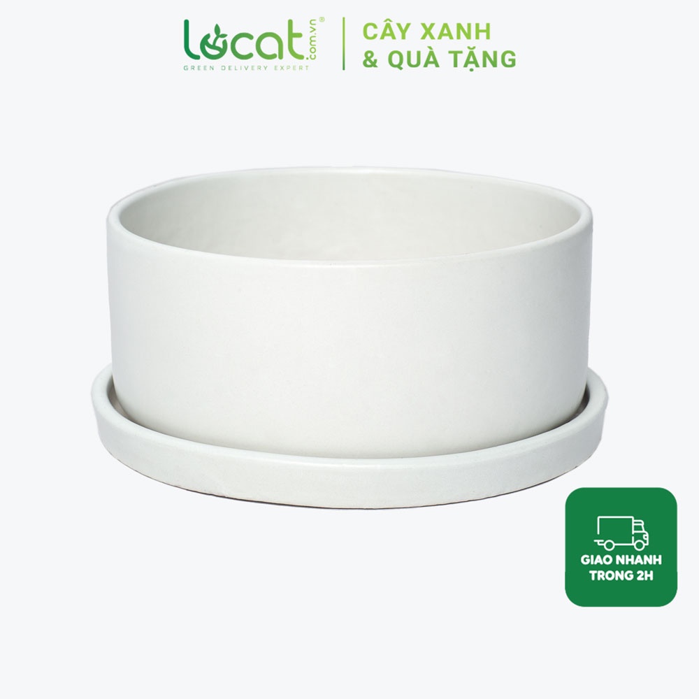 Chậu sứ trắng trồng cây hình tròn bẹt