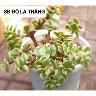 Sen đá Đô La - Hư 1 đổi 1- Cây cảnh trang trí- HOA ĐÁ shop
